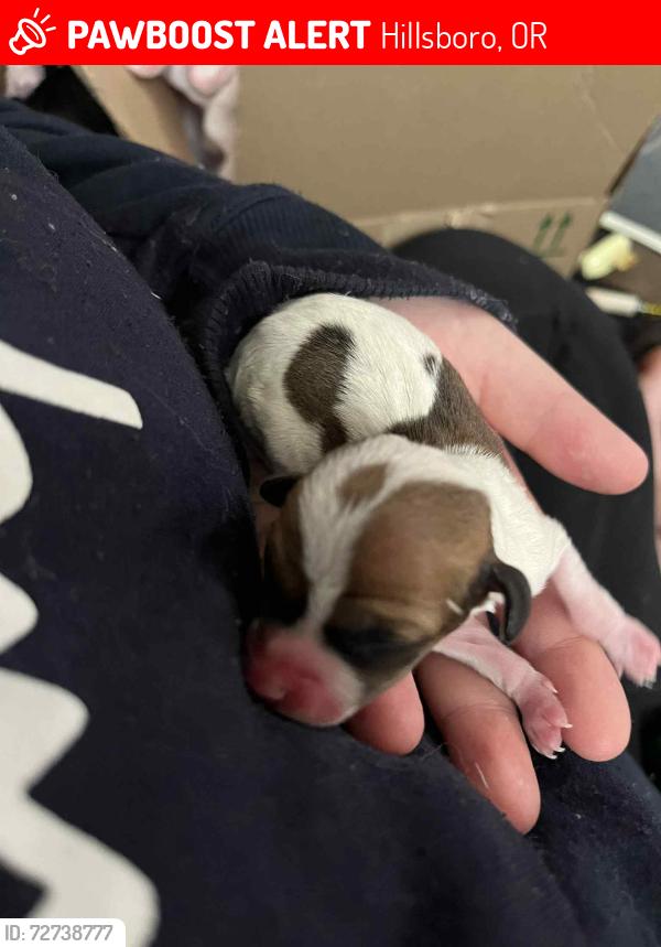 Lost Male Dog last seen 1st  street hillsboro oregon , Hillsboro, OR 97123
