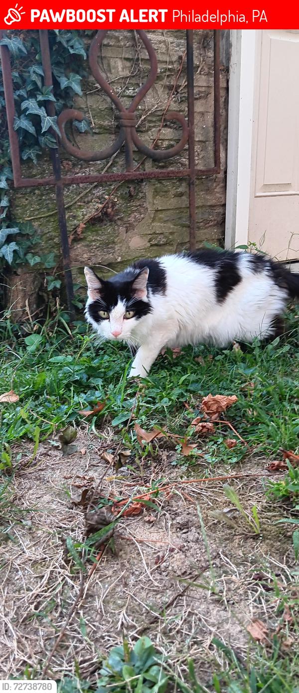 Lost Male Cat last seen Stenton Ave and East Phil Ellena Street , Philadelphia, PA 19119