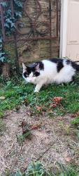 Lost Male Cat last seen Stenton Ave and East Phil Ellena Street , Philadelphia, PA 19119