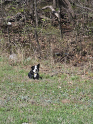 Found/Stray Unknown Dog last seen Fort Sill, Howitzer Trail, and Macomb Rd, Lawton, OK 73503