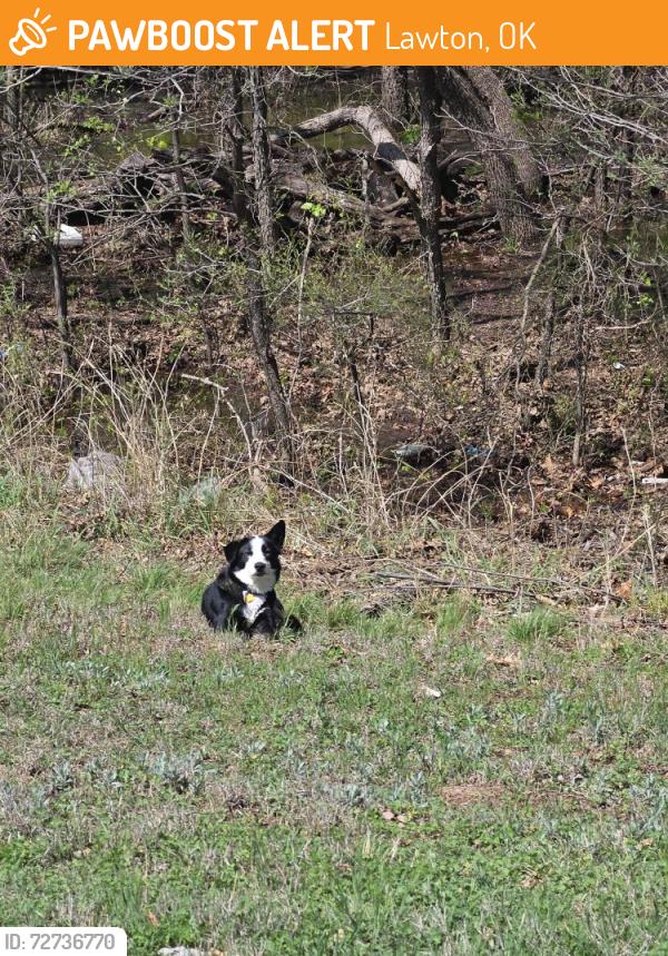 Found/Stray Unknown Dog last seen Fort Sill, Howitzer Trail, and Macomb Rd, Lawton, OK 73503