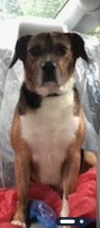 Lost Male Dog last seen Jolly Rd and Wiley Gaskins, Grifton NC, Grifton, NC 28530