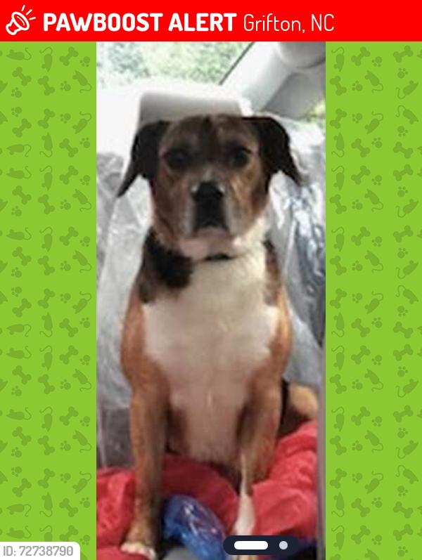 Lost Male Dog last seen Jolly Rd and Wiley Gaskins, Grifton NC, Grifton, NC 28530
