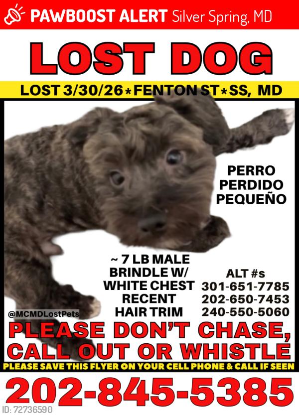 Lost Male Dog last seen Spencer Rd & Leonard Ave, Silver Spring, MD 20910