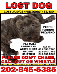 Lost Male Dog last seen Spencer Rd & Leonard Ave, Silver Spring, MD 20910