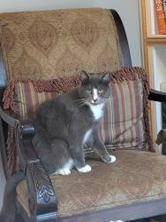Lost Female Cat last seen Bonsal Rd and Old 1, New Hill, NC 27562
