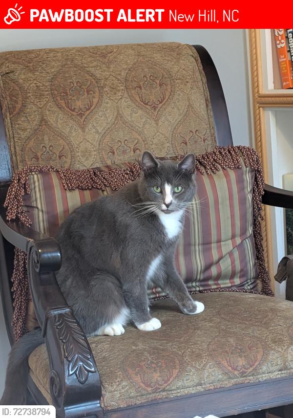 Lost Female Cat last seen Bonsal Rd and Old 1, New Hill, NC 27562