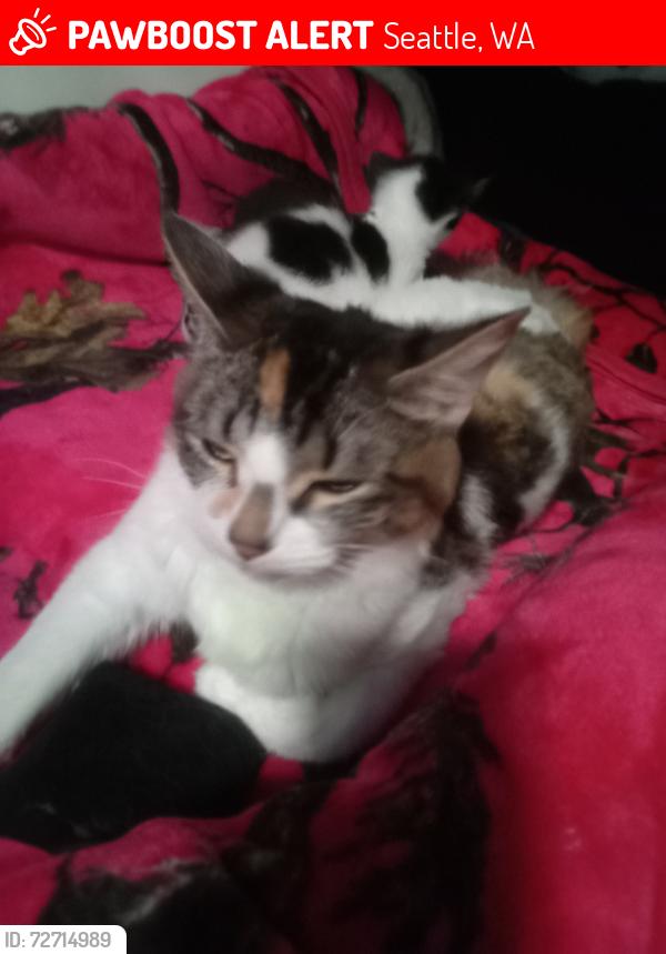 Lost Female Cat last seen Near N 143RD ST SEATTLE, WA 98133, Seattle, WA 98133