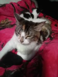 Lost Female Cat last seen Near N 143RD ST SEATTLE, WA 98133, Seattle, WA 98133