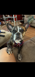 Lost Female Dog last seen Lake ridge neighborhood behind Publix E sunrise , Fort Lauderdale, FL 33304