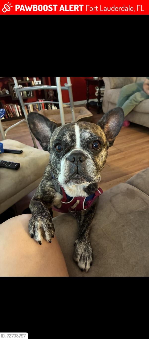 Lost Female Dog last seen Lake ridge neighborhood behind Publix E sunrise , Fort Lauderdale, FL 33304