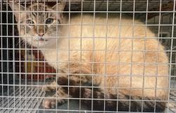 Found/Stray Unknown Cat last seen Carnival Ave and Forgal , Port St. Lucie, FL 34983