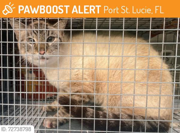 Found/Stray Unknown Cat last seen Carnival Ave and Forgal , Port St. Lucie, FL 34983