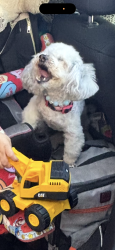 Lost Female Dog last seen Near r st Merced ca , Merced, CA 95341