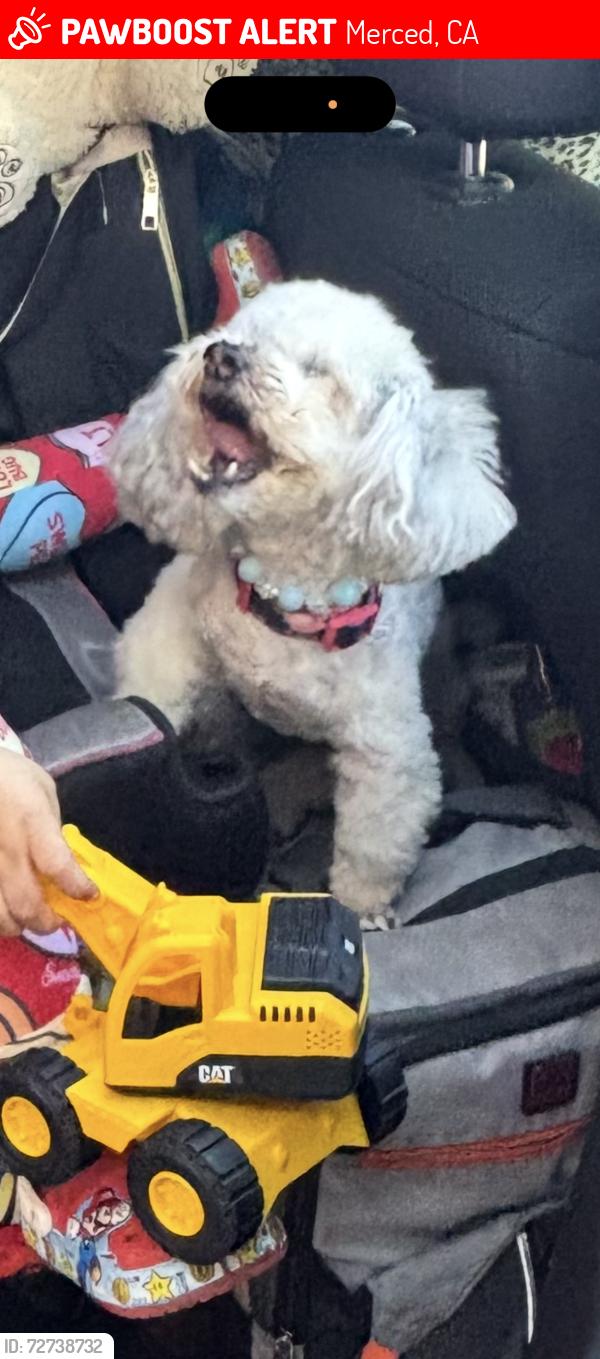 Lost Female Dog last seen Near r st Merced ca , Merced, CA 95341