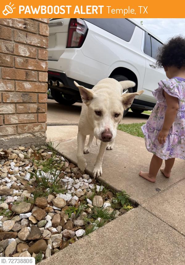 Found/Stray Unknown Dog last seen Cinemark, Temple, TX 76502
