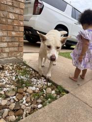 Found/Stray Unknown Dog last seen Cinemark, Temple, TX 76502