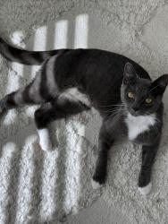 Lost Female Cat last seen Near albany highway, East Victoria Park, East Victoria Park, WA 6101