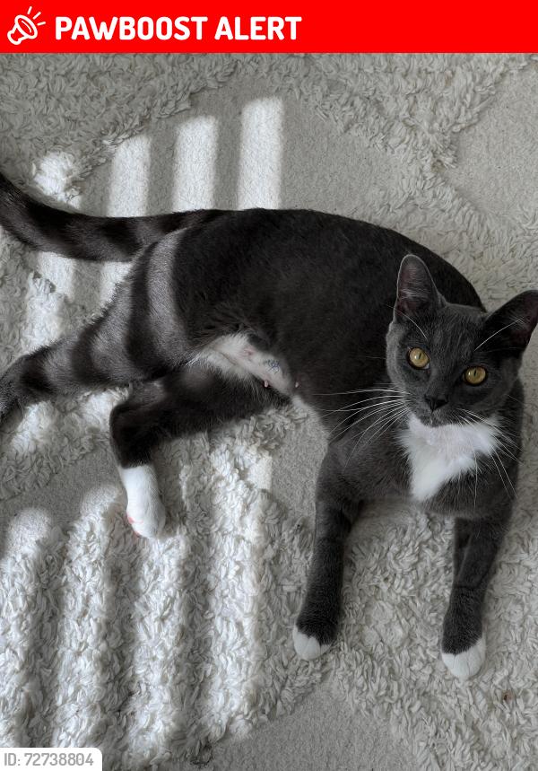 Lost Female Cat last seen Near albany highway, East Victoria Park, East Victoria Park, WA 6101