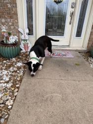 Found/Stray Unknown Dog last seen Cinemark, Temple, TX 76502
