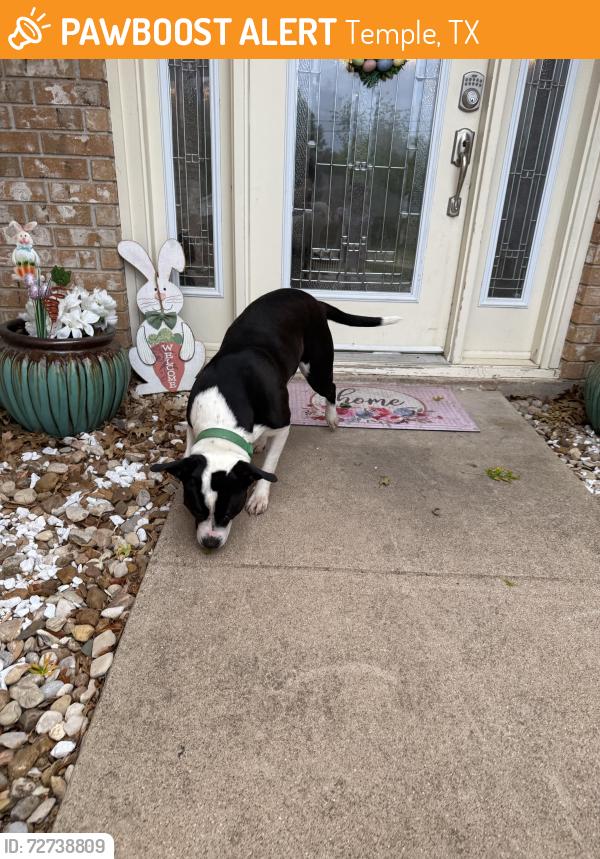 Found/Stray Unknown Dog last seen Cinemark, Temple, TX 76502