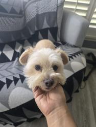 Found/Stray Unknown Dog last seen Near , Hollywood, FL 33020