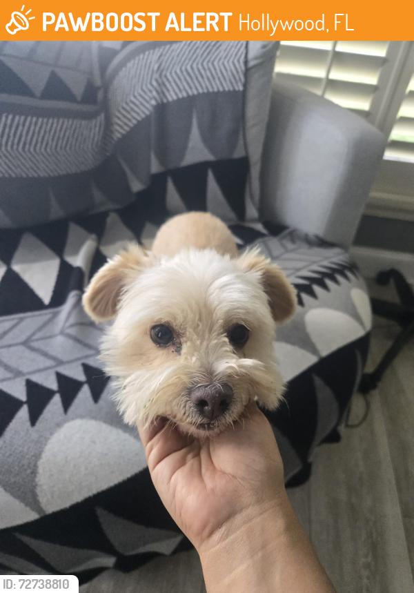 Found/Stray Unknown Dog last seen Near , Hollywood, FL 33020
