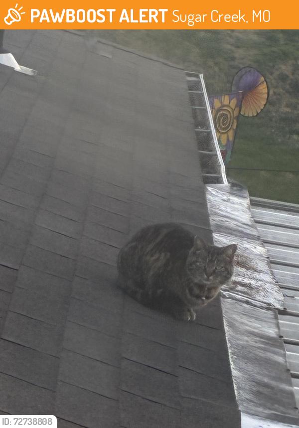 Found/Stray Unknown Cat last seen Near e Kentucky ave roof , Sugar Creek, MO 64054
