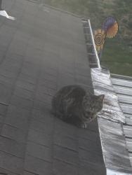 Found/Stray Unknown Cat last seen Near e Kentucky ave roof , Sugar Creek, MO 64054