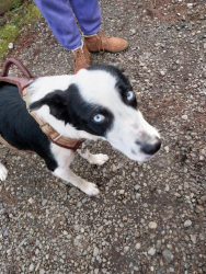 Lost Male Dog last seen 33rd st and Wall Ave. Lantern hse , Ogden, UT 84401