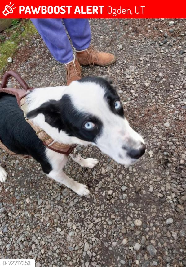 Lost Male Dog last seen 33rd st and Wall Ave. Lantern hse , Ogden, UT 84401