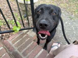 Found/Stray Male Dog last seen Carver Street and Charlotte Street , Durham, NC 27705
