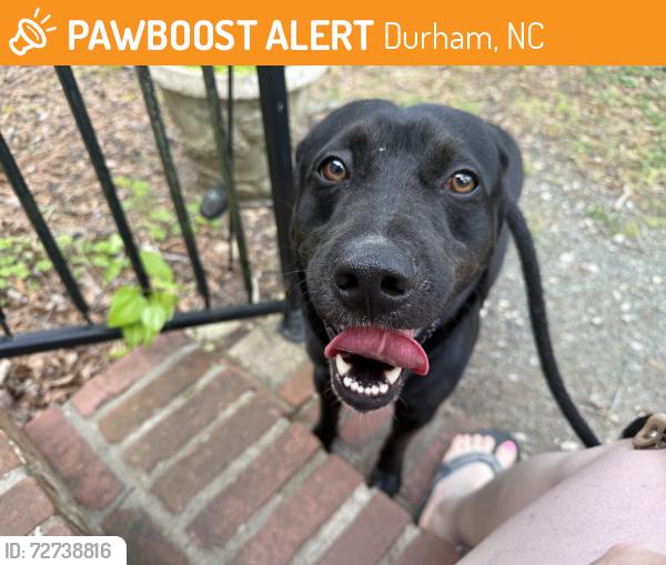 Found/Stray Male Dog last seen Carver Street and Charlotte Street , Durham, NC 27705