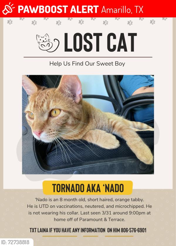 Lost Male Cat last seen Paramount & Terrace, Amarillo, TX 79109