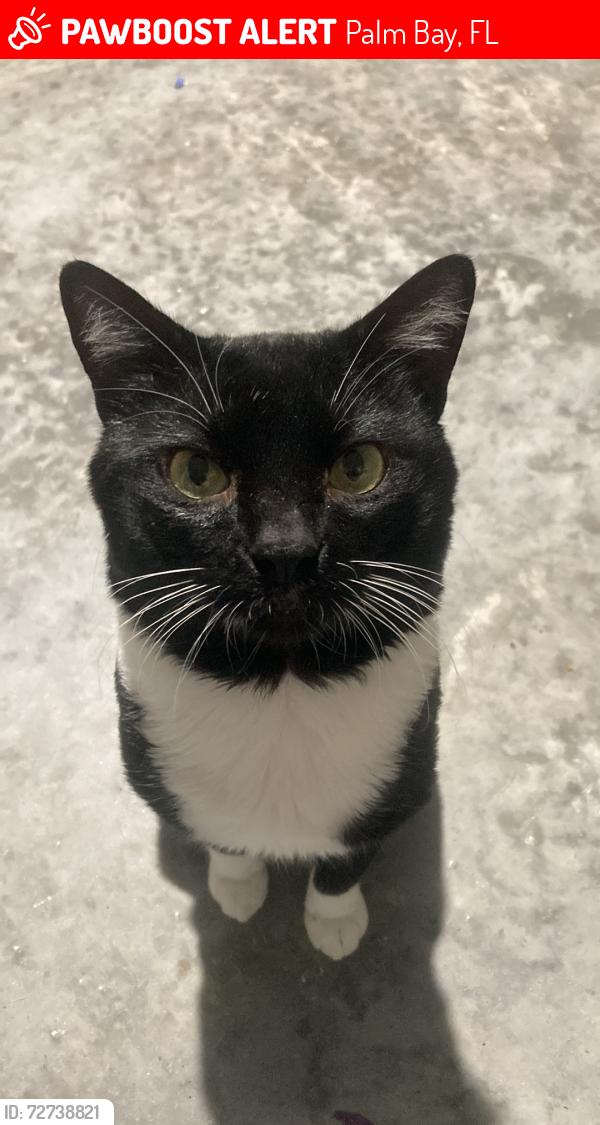 Lost Male Cat last seen He went out a window and escaped into the neighborhood with his sibling. I found his sister but have not found him yet. He has blue caps on his front paws so I’m even more worried he can’t defend himself if attacked. He’s a friendly, chunky boy., Palm Bay, FL 32907