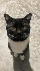 Lost Male Cat last seen He went out a window and escaped into the neighborhood with his sibling. I found his sister but have not found him yet. He has blue caps on his front paws so I’m even more worried he can’t defend himself if attacked. He’s a friendly, chunky boy., Palm Bay, FL 32907