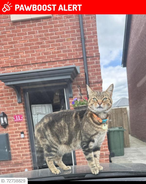 Lost Male Cat last seen Apsham Grange, Topsham, Topsham, England EX3 0BZ