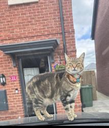 Lost Male Cat last seen Apsham Grange, Topsham, Topsham, England EX3 0BZ