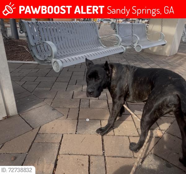 Lost Female Dog last seen Mount Vernon Hwy and Hammond , Sandy Springs, GA 30328