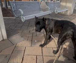 Lost Female Dog last seen Mount Vernon Hwy and Hammond , Sandy Springs, GA 30328