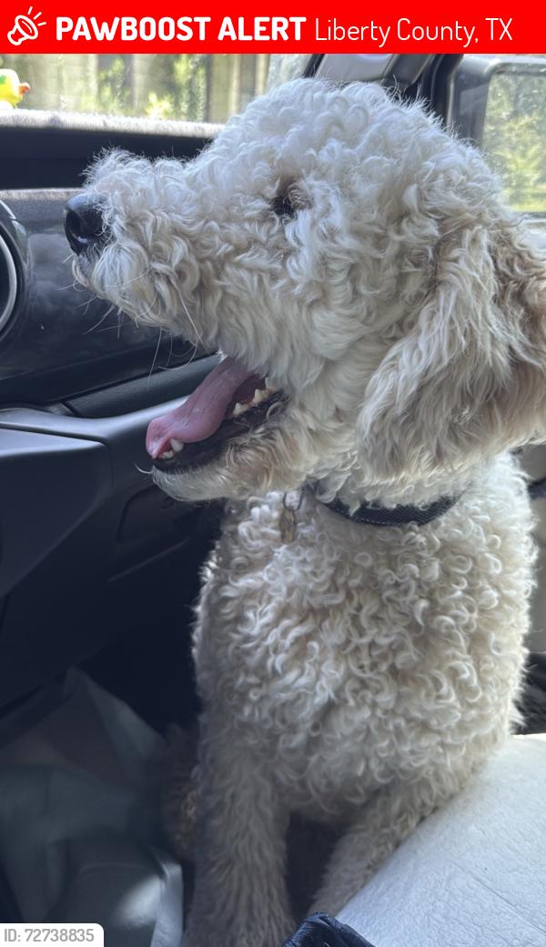 Lost Male Dog last seen Kenefick area, near Encino, and CR 650. , Liberty County, TX 77535