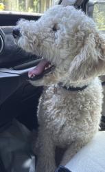 Lost Male Dog last seen Kenefick area, near Encino, and CR 650. , Liberty County, TX 77535