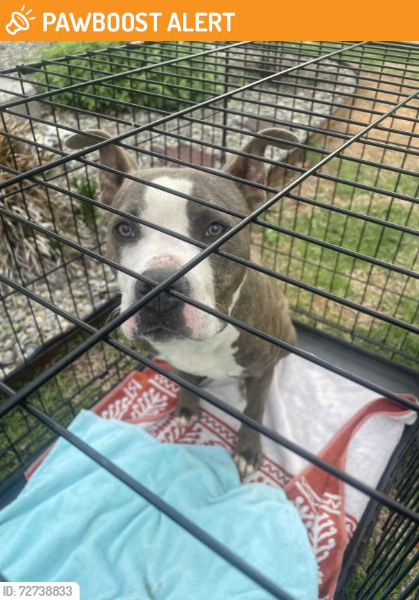 Found/Stray Male Dog last seen Outside Sherrill Place/SP Village communities , Johnston County, NC 27529