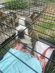 Found/Stray Male Dog last seen Outside Sherrill Place/SP Village communities , Johnston County, NC 27529