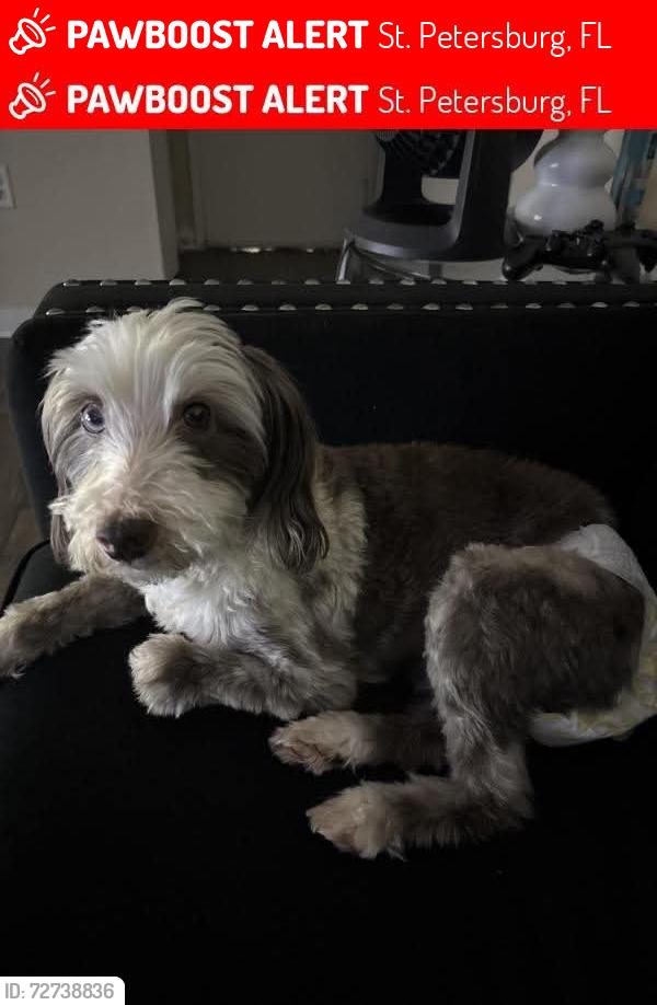 Lost Female Dog last seen Osprey apmts 54th Av S, 33712, St. Petersburg, FL 33712