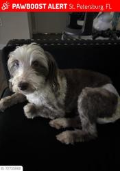 Lost Female Dog last seen Osprey apmts 54th Av S, 33712, St. Petersburg, FL 33712