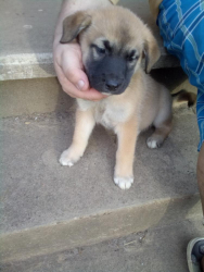 Lost Male Dog last seen ,6th and Main Streets, Grandview, IN, Marion, IN 46952