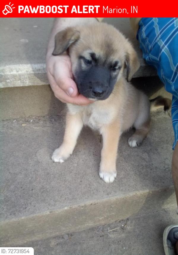 Lost Male Dog last seen ,6th and Main Streets, Grandview, IN, Marion, IN 46952