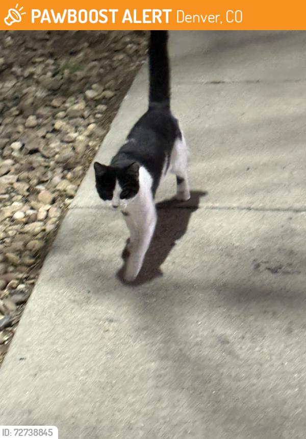 Found/Stray Male Cat last seen In an appartment complex trash can, Denver, CO 80220