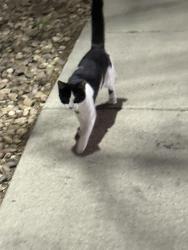 Found/Stray Male Cat last seen In an appartment complex trash can, Denver, CO 80220